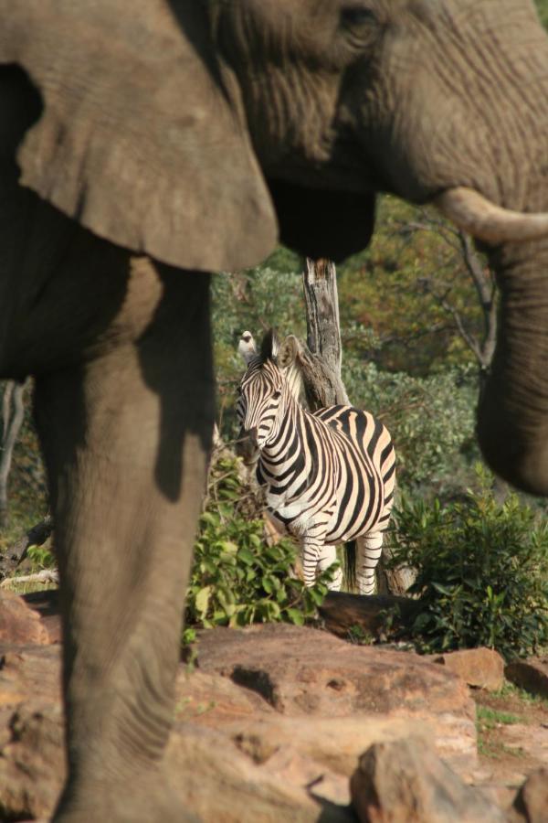 Makweti Safari Lodge Welgevonden Game Reserve Luaran gambar