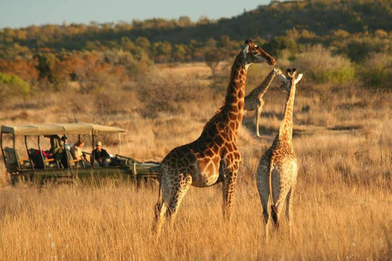 Makweti Safari Lodge Welgevonden Game Reserve Luaran gambar