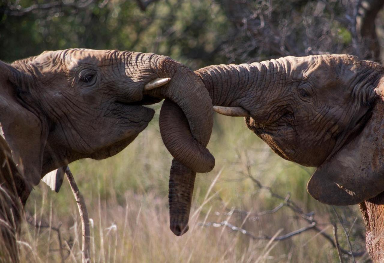 Makweti Safari Lodge Welgevonden Game Reserve Luaran gambar