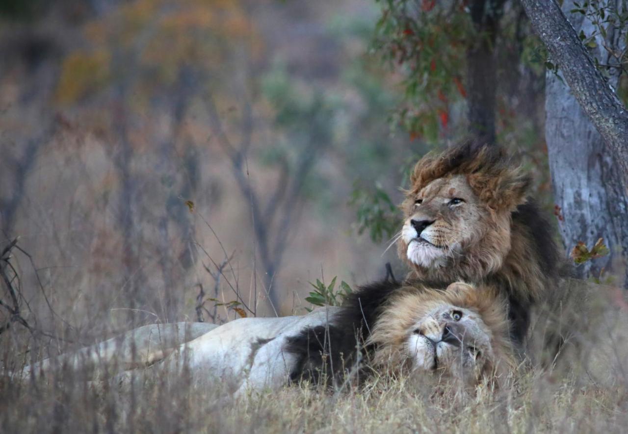 Makweti Safari Lodge Welgevonden Game Reserve Luaran gambar
